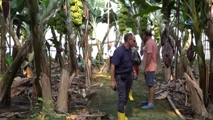 Alanya'ya Gelen Bilim Adamları Muz Bahçelerinde İnceleme Yaptı