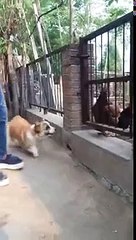 Barking Corgi Scared Of Chickens