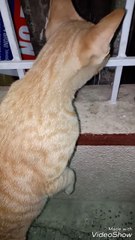 Cat is enjoying music