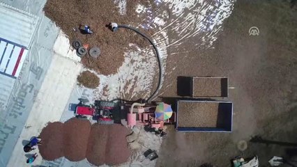 Batı Karadeniz'de "Yeşil Altın" Harmana İndi