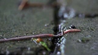 Beachfront B Roll: Worm in the Rain (Free to Use HD Stock Video Footage)