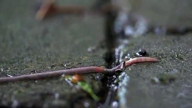 Beachfront B Roll: Worm in the Rain (Free to Use HD Stock Video Footage)
