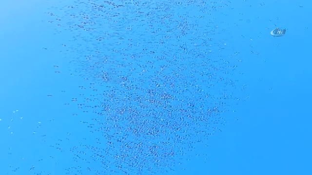 Leylekler, Silivri Semalarında Görsel Şölen Oluşturdu