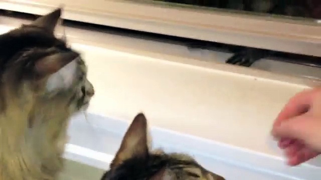 Cats Vs Raccoons