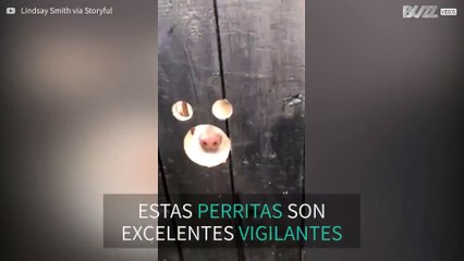 ¡Estos perros vigilan desde los agujeros!