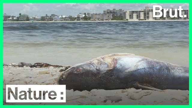 La Floride fait face à une invasion d'algues toxiques