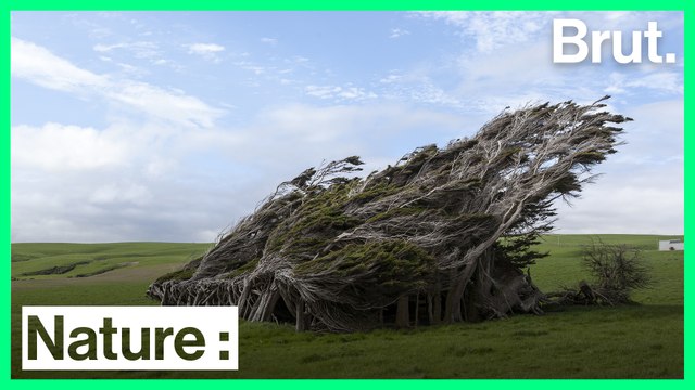 Slope Point : des arbres poussent à l'horizontal