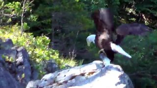 Bald Eagle Catches Salmon