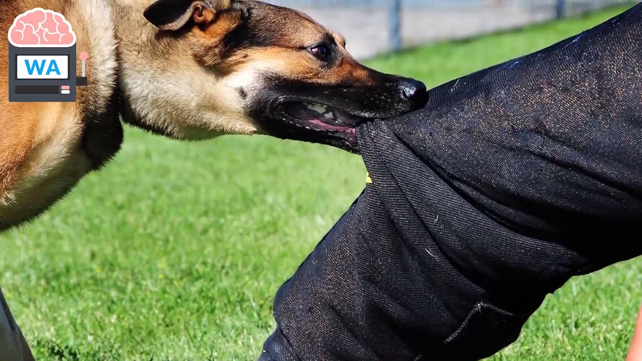 Hund läuft jeden Tag 6km. Der Grund macht alle sprachlos!