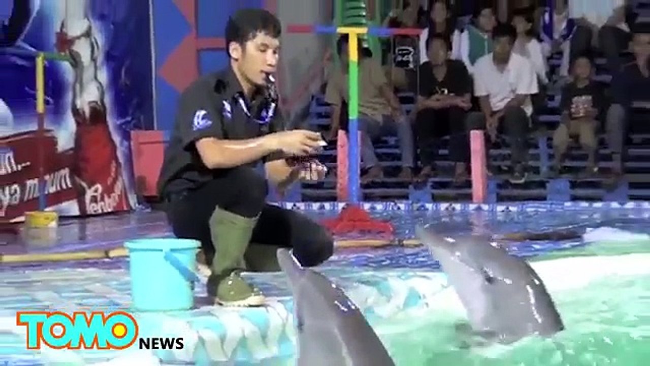 Cruel animal circus: Dolphins forced to jump through flaming hoops, bears rides tricycle T