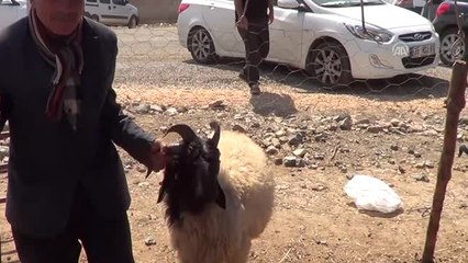 4 Boynuzlu Koyun Pazarda Kısa Sürede Alıcı Buldu