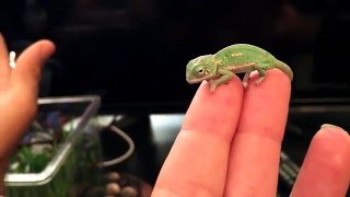 BABY CHAMELEON Changes Color Pattern (1 DAY OLD)