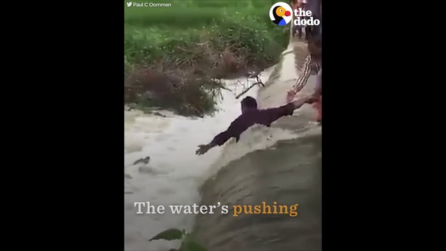 Héroïques, ces hommes tentent de sauver un chien tombé à l'eau en pleine crue