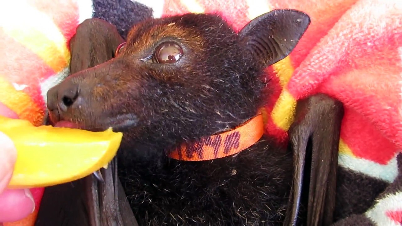 Quoi de plus adorable qu'une chauve-souris qui mange une mangue
