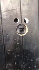 Ce propriétaire a fabriqué un judas dans la porte pour son chien