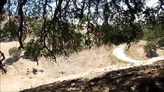 Wild Pig Hunting in California (with slow motion killshot)