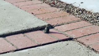 Baby Hummingbird Learning To Fly With Mom Helping And Feeding Him