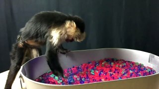 Monkey, Raccoon, and Skunks Play in ORBEEZ!!! | Official Orbeez