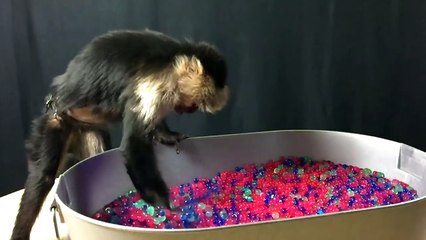 Monkey, Raccoon, and Skunks Play in ORBEEZ!!! | Official Orbeez