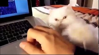 Cats demanding petting Compilation