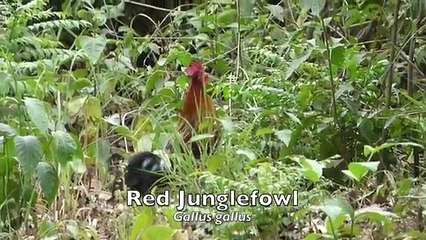 Birding India: Great Diversity of Avian Species from the Subcontinent