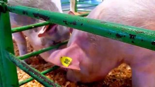 Pigs Video Funny Pigs for Kids