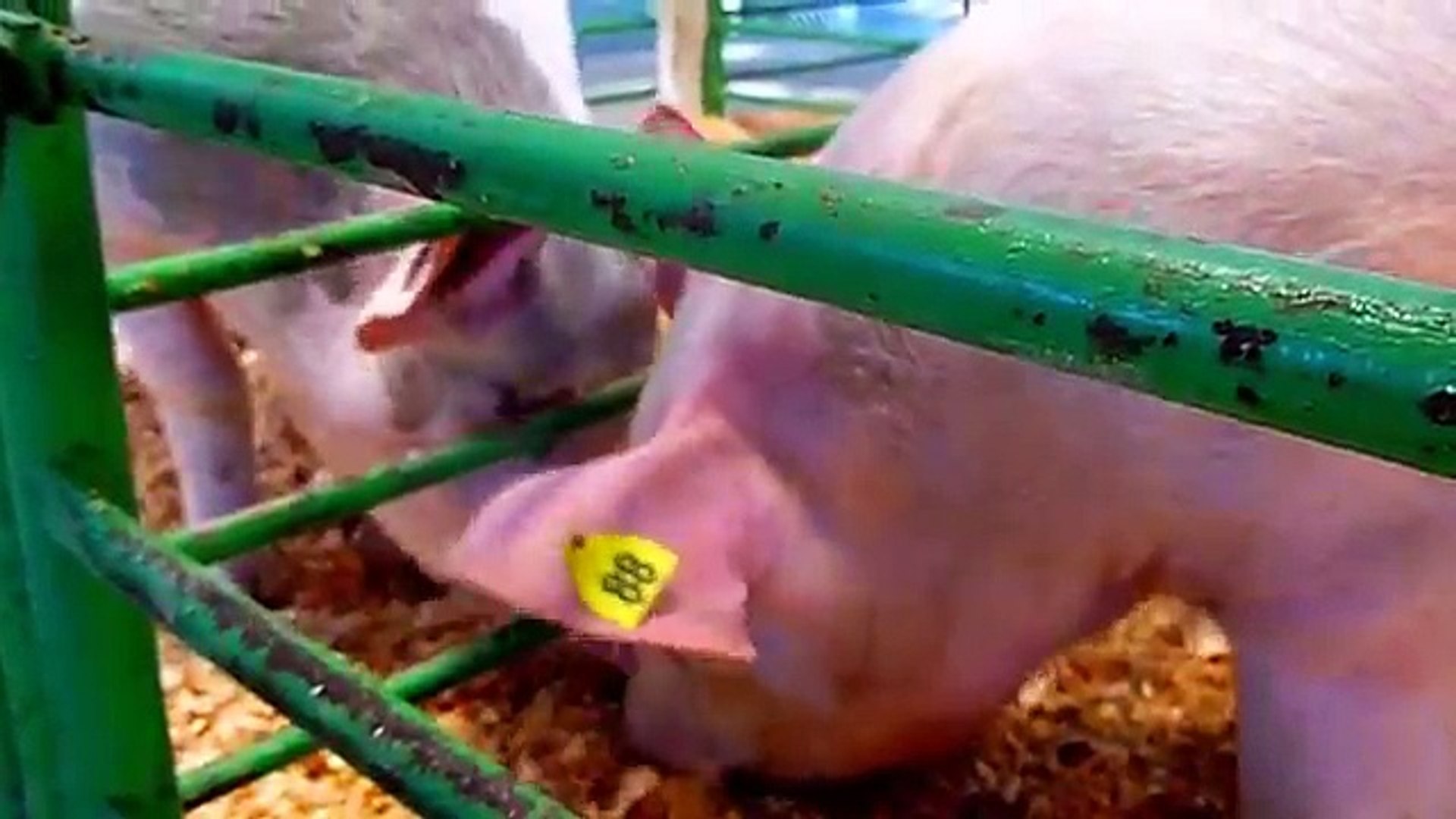 ⁣Pigs Video Funny Pigs for Kids