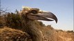National Geographic Documentary HD - Prehistoric Predators