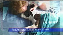 Dog Stolen, Stabbed, Dumped on Side of the Road to Die in Pennsylvania