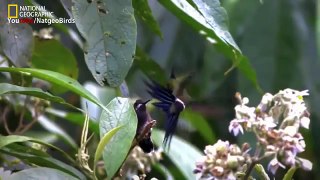 Documentary Humming Beautiful Birds National Geographic