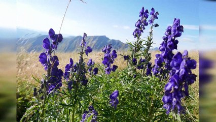 Rando : Les Dents Blanches 11 & 12/08/2018