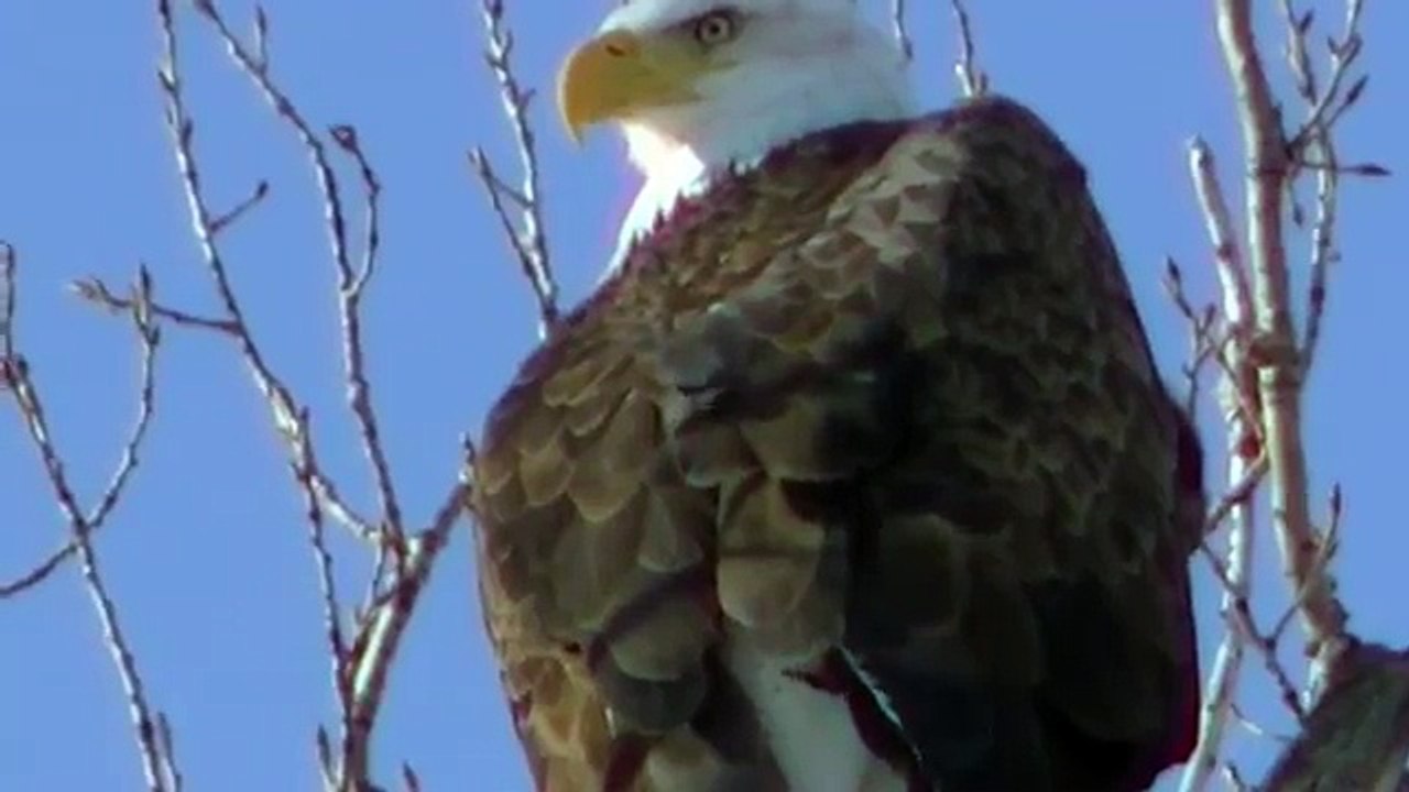 BEAUTIFUL RELAXING PEACEFUL MINNESOTA WILDLIFE MIDWEST