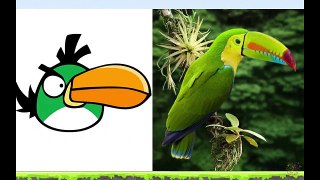 Angry Birds In Real Life Angry Birds En La Vida Real Angry Birds Transform into real