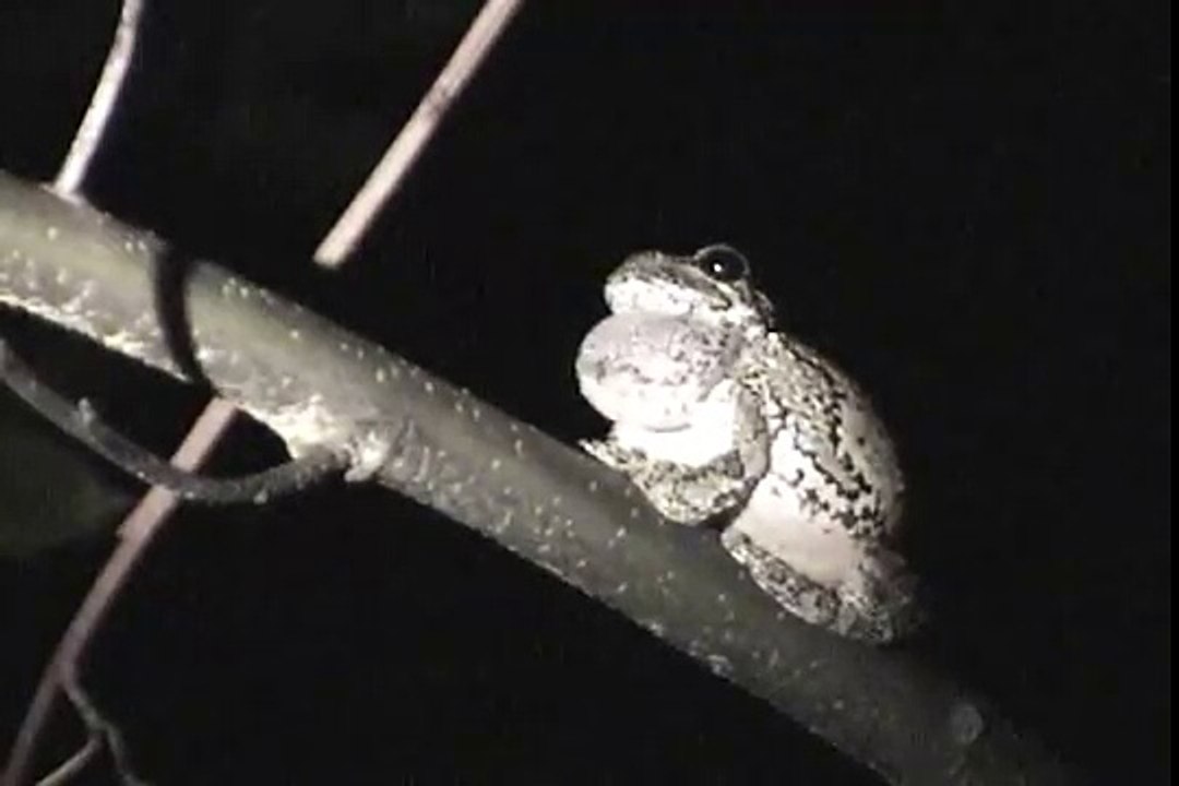 Gray Tree Frog mating call Видео Dailymotion