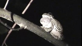 Gray Tree Frog mating call