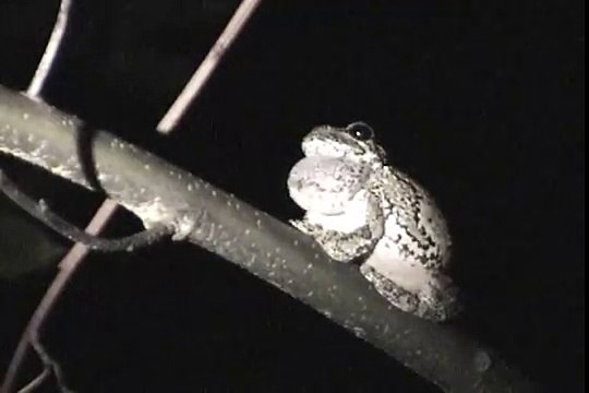 Gray Tree Frog mating call