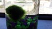 Scientists Determine Why Marimo Algae Balls Rise In The Morning And Sink At Night