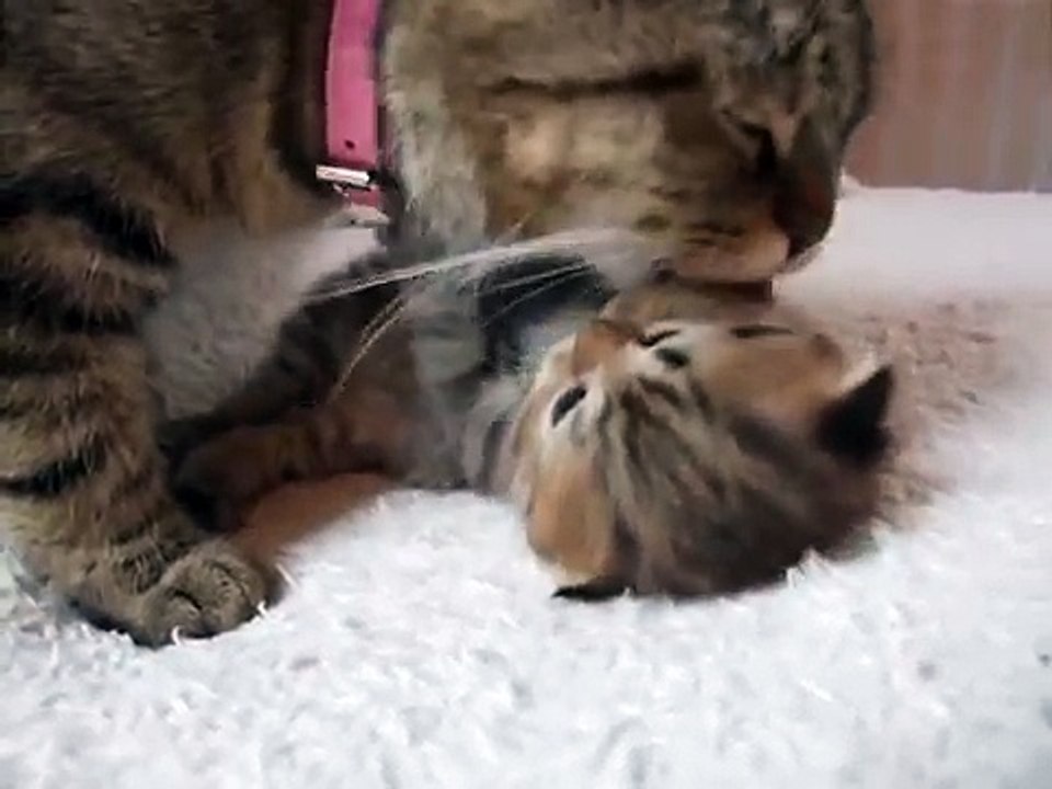 Little Tiger want to play