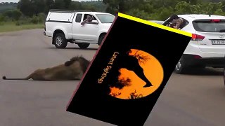 Lion Shows Tourists Why You Must Stay Inside Your Car Latest Wildlife Sightings