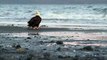 Bald Eagle on Homer, Alaska Beach