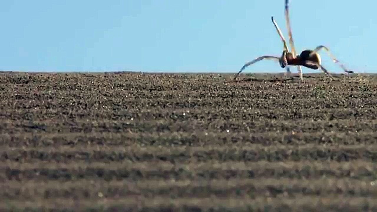 LA JOIE PAROLE DARAIGNÉE