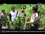 15 Hektare Ladang Ganja Dimusnahkan Polda Aceh