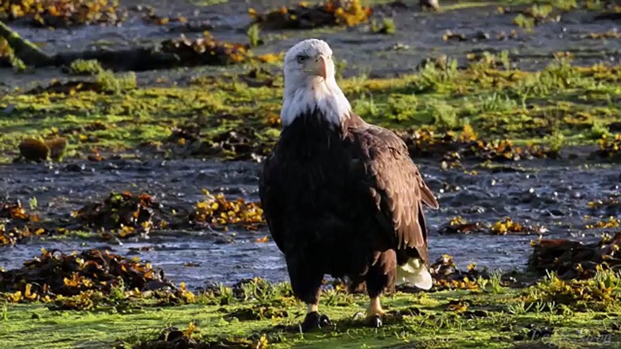 Port Hardy, BC / Eagle Nova Films Outdoor Treasures Series