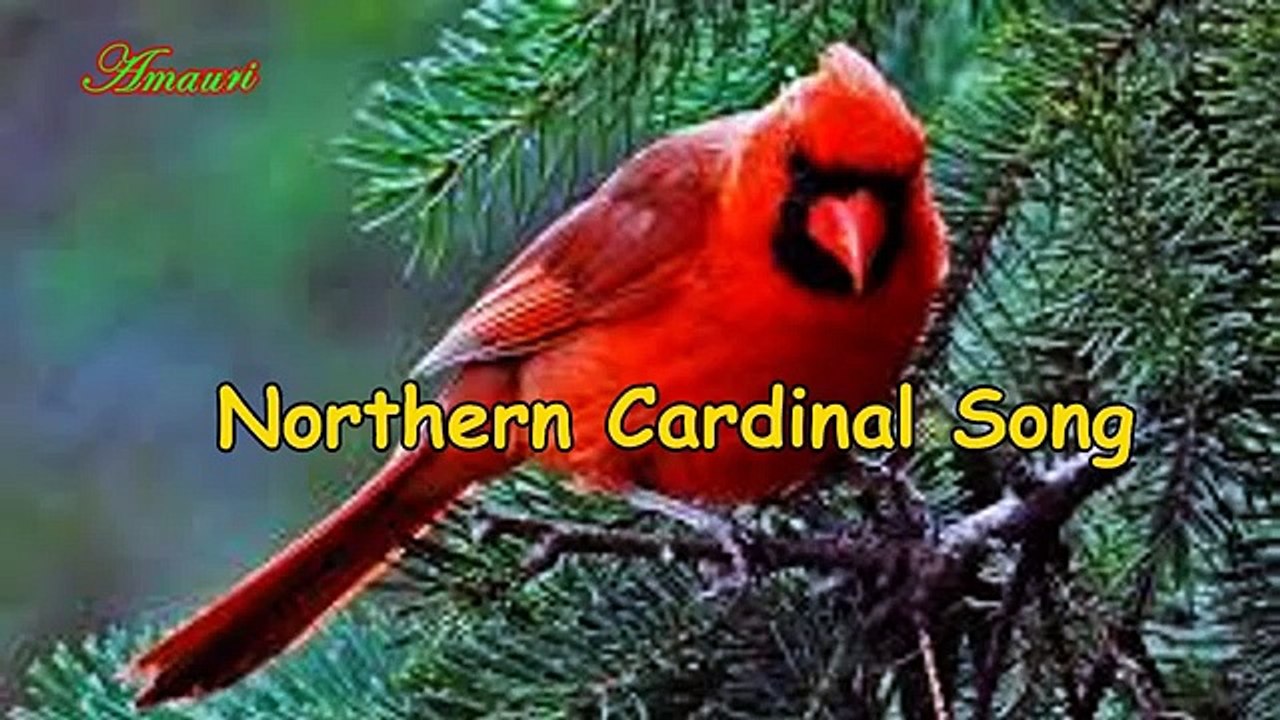 Cardinal Song