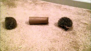 Baby Hedgehogs Playing