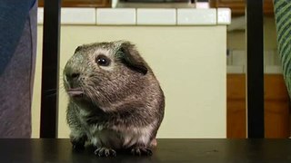 Charlie the drunk guinea pig VS the Annoying Orange Fanmade Trailer (Fake)