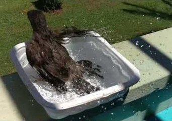 Chloe the Mynah Bird Takes a Blissful Bath