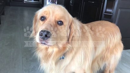 A DOGGO TOUR GUIDE?!! *NOT CLICKBAIT* Our Garden 2.0