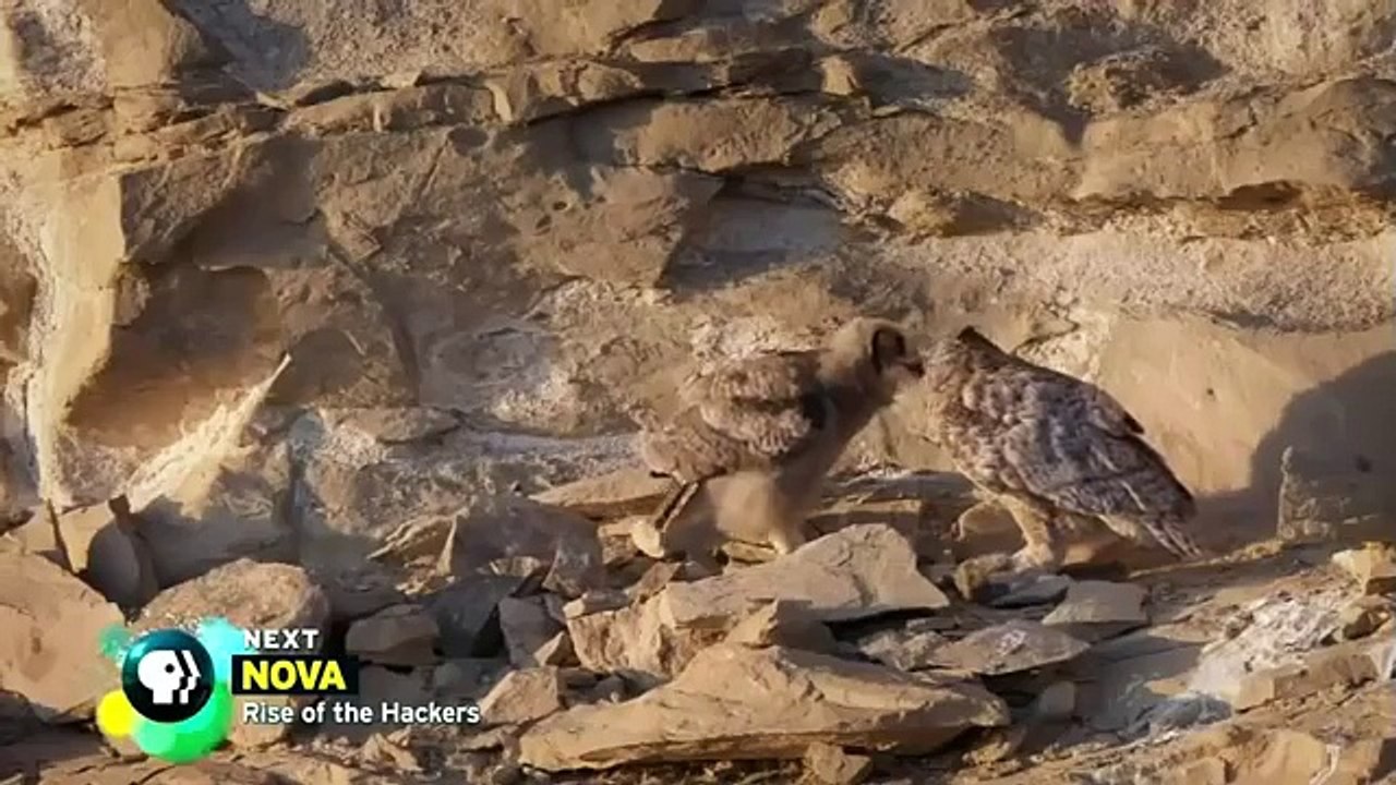 Wild North America National Geographic Documentary