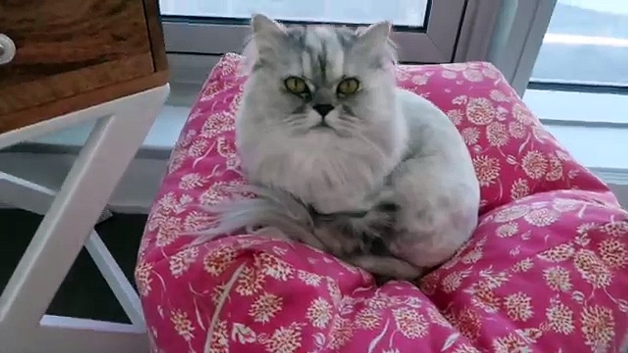 JAI DÉMÉNAGÉ! TOUR DAPPARTEMENT | Emma Verde